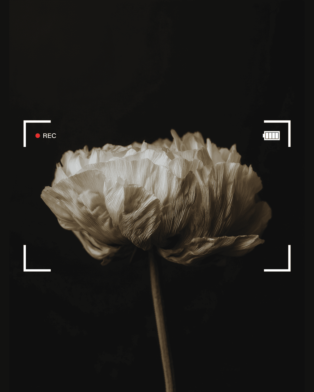 FotoFoto